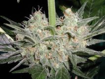 Black Widow