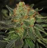BubbleGum