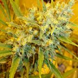 Critical Haze