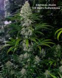 Critical Mass