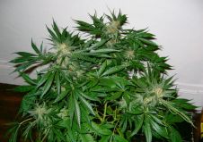 Early Skunk