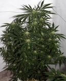 Early Skunk Haze