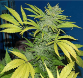 G13 Skunk