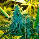 G13 Skunk