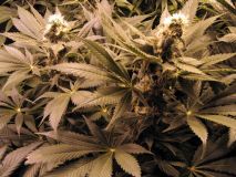 G13 Widow