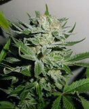 Heavy Duty Fruity