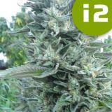 i2 Bubba OG
