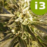 i3 Citrus Smoothie