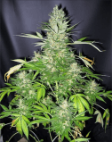 Master Kush x Skunk