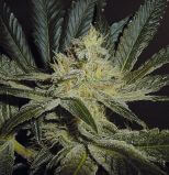 Mendocino Madness