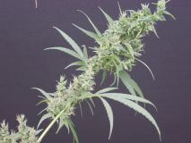 Neville's Haze x Mango