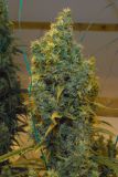 NL5 x Haze