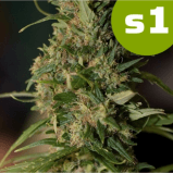 s1 Nev OS