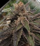 501st OG