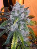 Afghan Kush