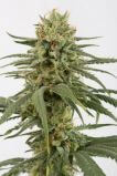 Amnesia Haze