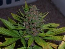 BC Blueberry