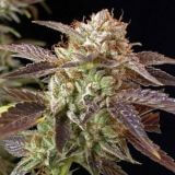 BC God Bud