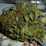 BC Pinewarp