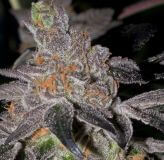 Animal Cookies