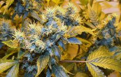 Girl Scout Cookies