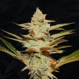 Dosidos x Strawbanana Cream