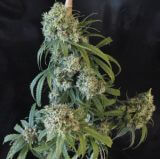 Apollo 13 Indica