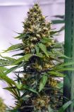 Apollo 13 Sativa