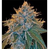 Kosher Kush
