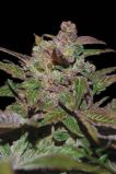 Purple Wreck