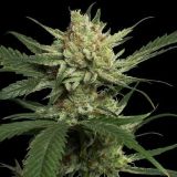 Strawberry Banana