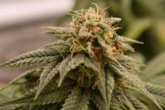 Strawberry Banana