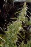 Original Haze