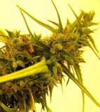 Original Haze