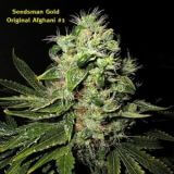 Original Afghani #1