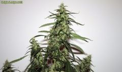 Original Afghani #1