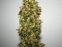 Original Afghani #1