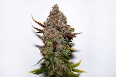 Original Skunk #1
