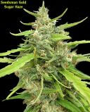 Sugar Haze