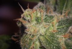 Sugar Haze
