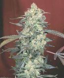 AK-47