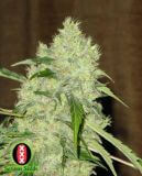 Bubble Gum