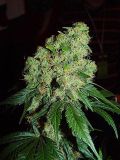 Bubble Gum