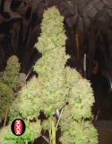 Chronic