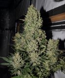 Chronic