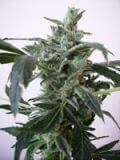 Blue Himalaya
