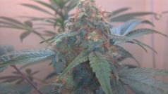 Himalaya Blue Diesel