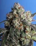 Burmese Kush