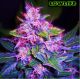 Automatic Blueberry
