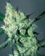 Automatic White Russian